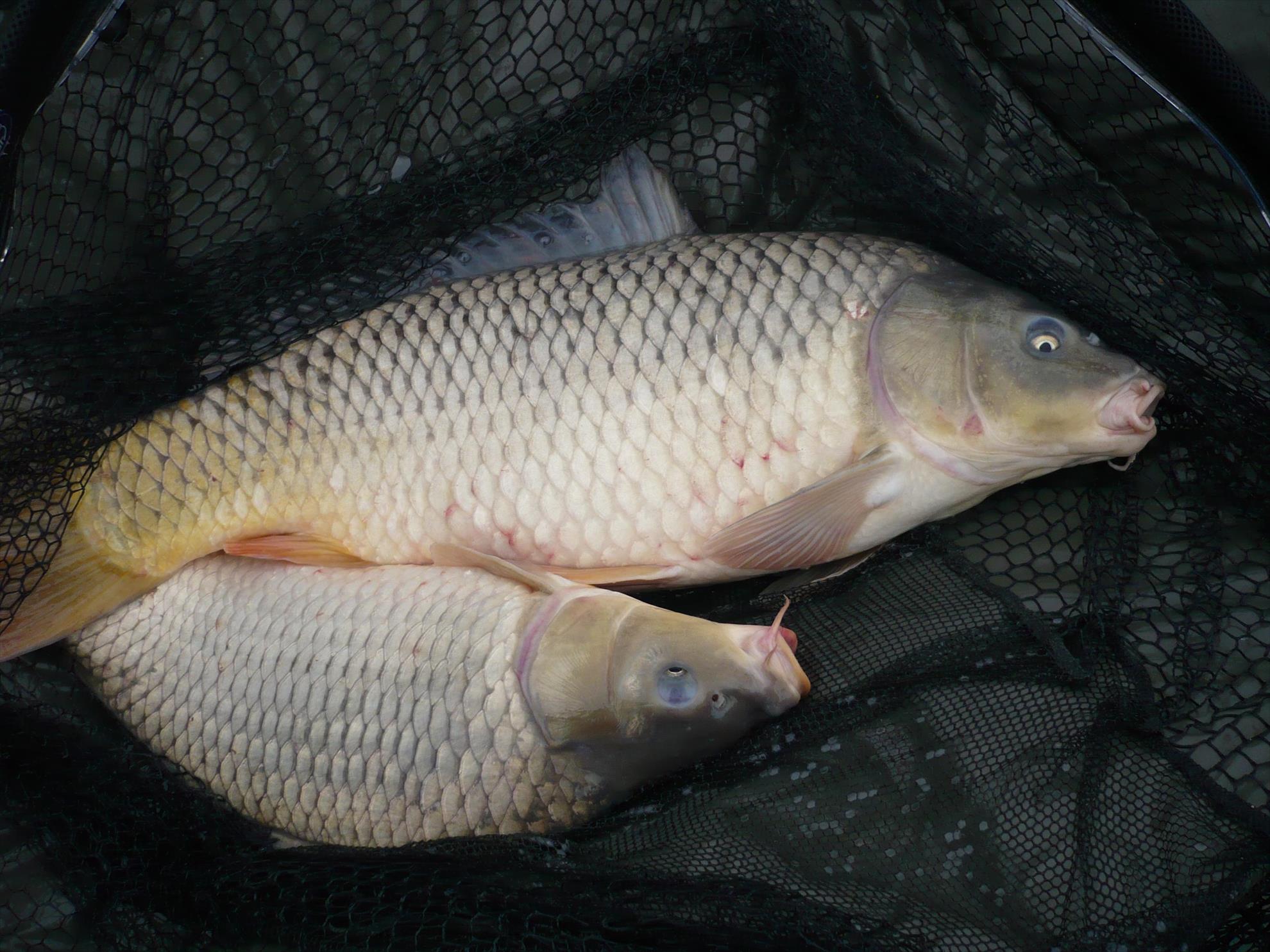 MV2 - 24.OCT.2013 - p1010826.JPG